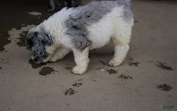 Newfoundland dogs for sale: Navy - Image 3