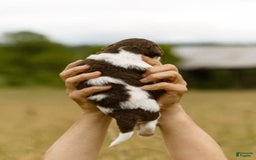 Bernedoodle dogs for sale: Mae - Image 3