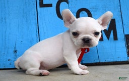 French Bulldog dogs for sale: Fido - Image 12