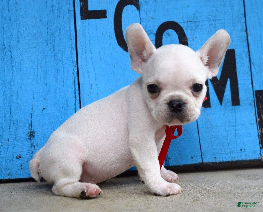 French Bulldog dogs for sale: Fido - Image 12