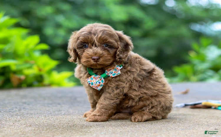 Cockapoo dogs for sale - Ad 4