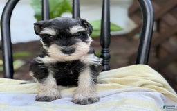 Miniature Schnauzer dogs for sale: Tilford - Image 1