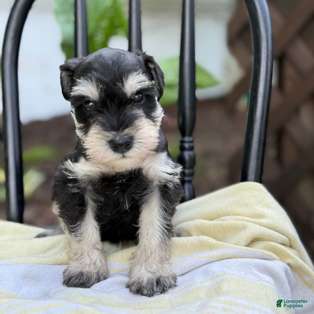 Miniature Schnauzer dogs for sale: Tilford - Image 1
