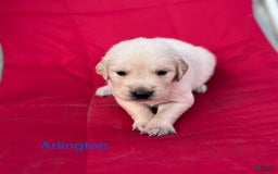 Golden Retriever dogs for sale: Rushmore - Image 2