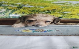 Miniature Dachshund dogs for sale: Kara - Image 3