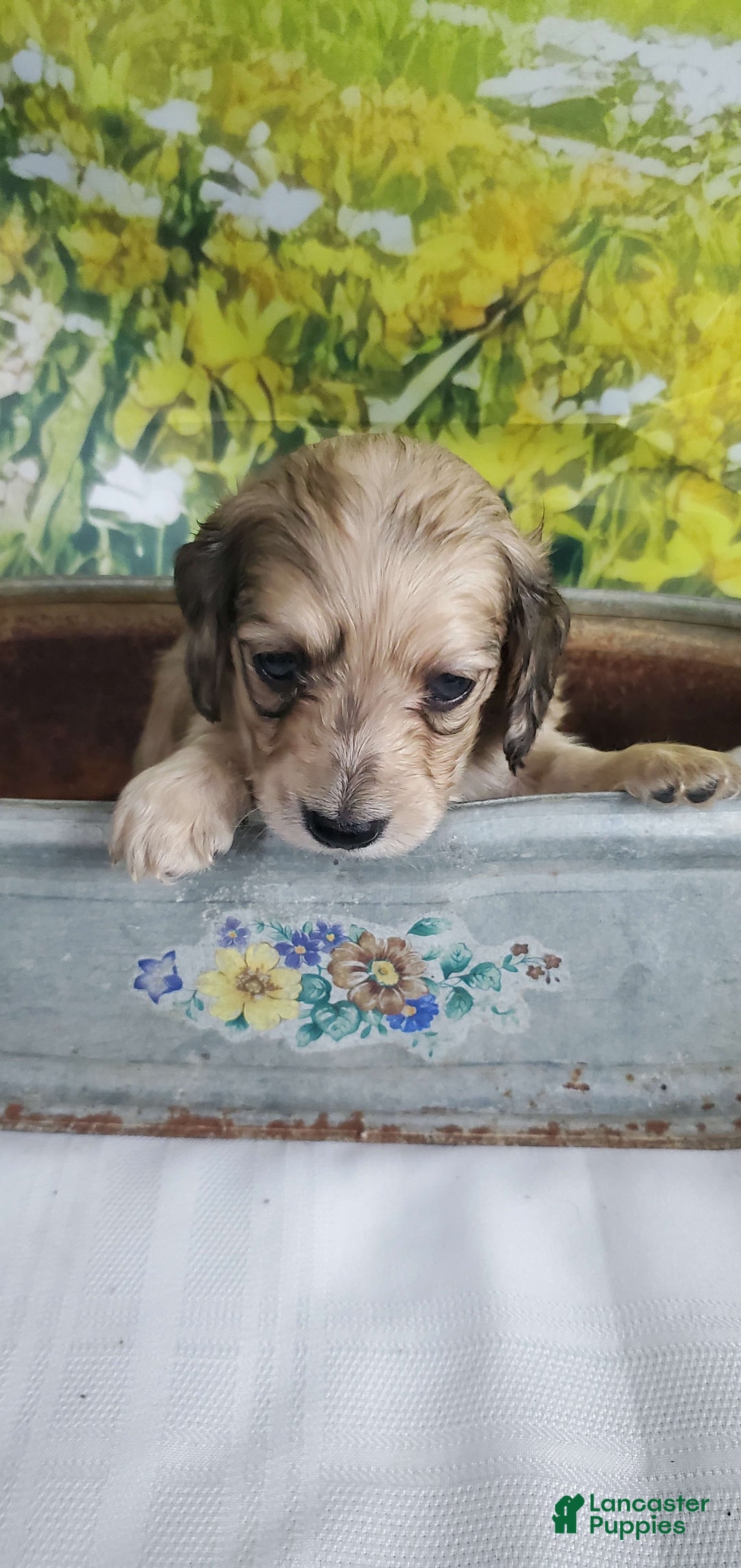 Miniature Dachshund dogs for sale: Kara - Image 3