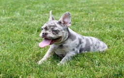 French Bulldog dogs for sale: Parker - Image 2