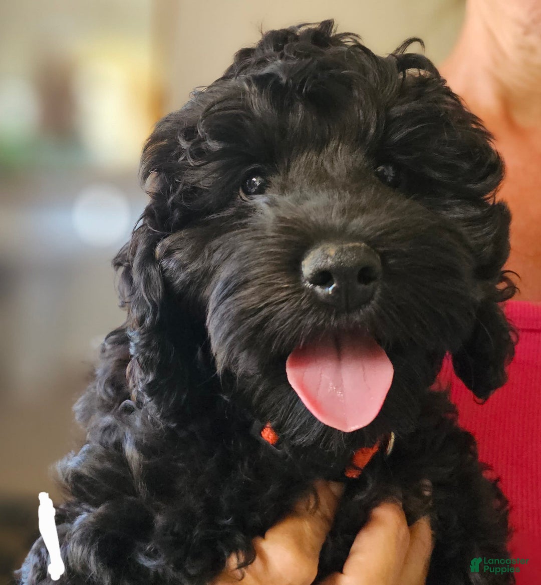 Cockapoo dogs for sale: Caso - Image 2
