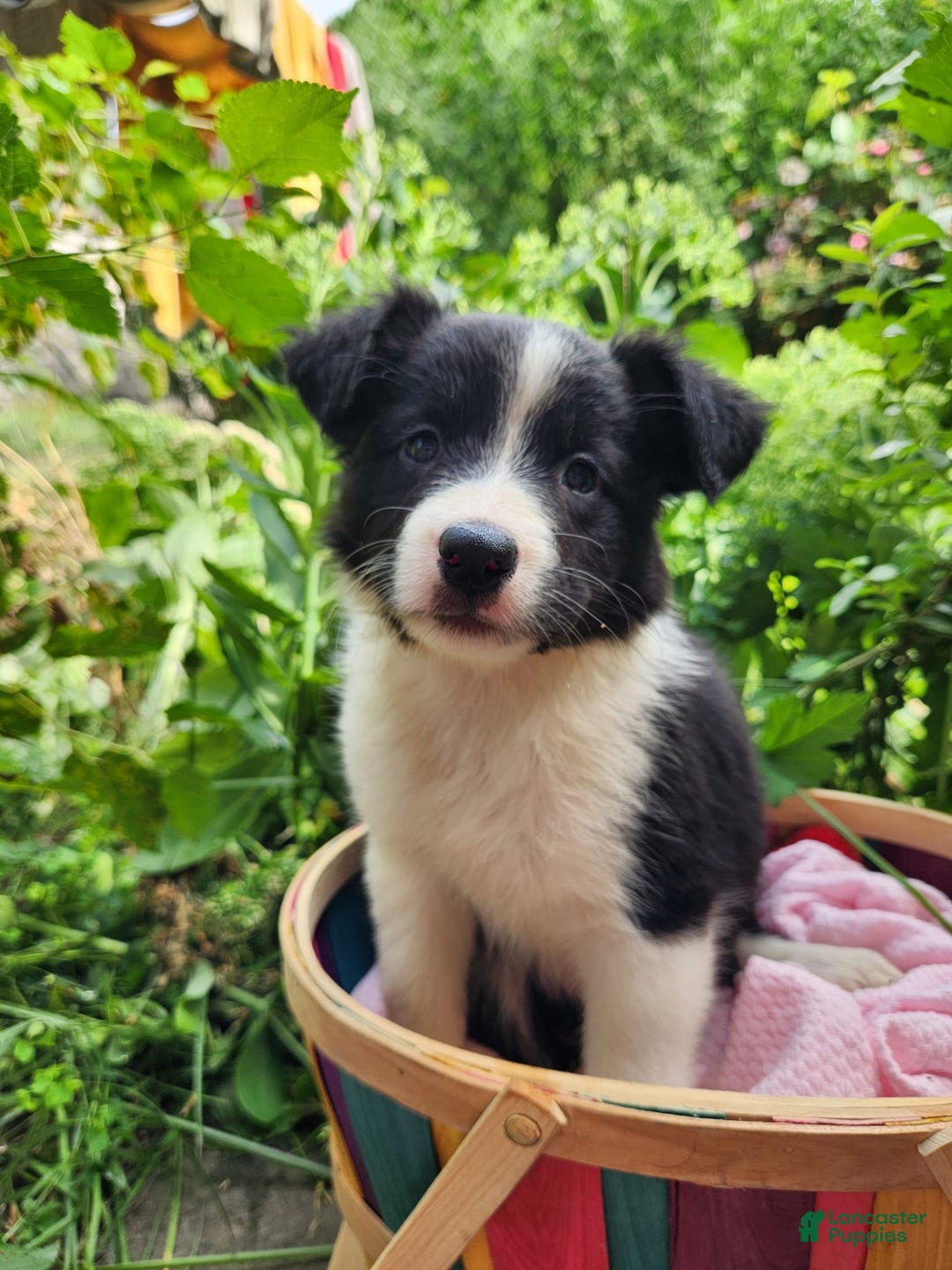 Border Collie dogs for sale: Dasiy - Image 4