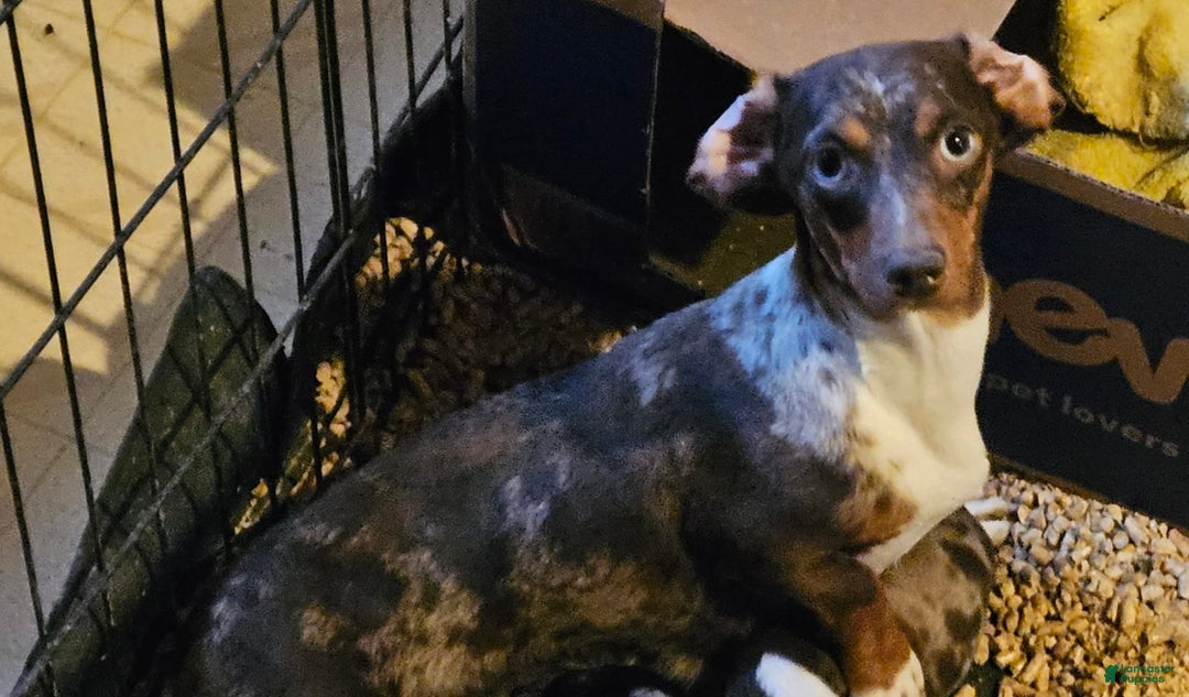 Miniature Dachshund dogs for sale: Molly - Image 8