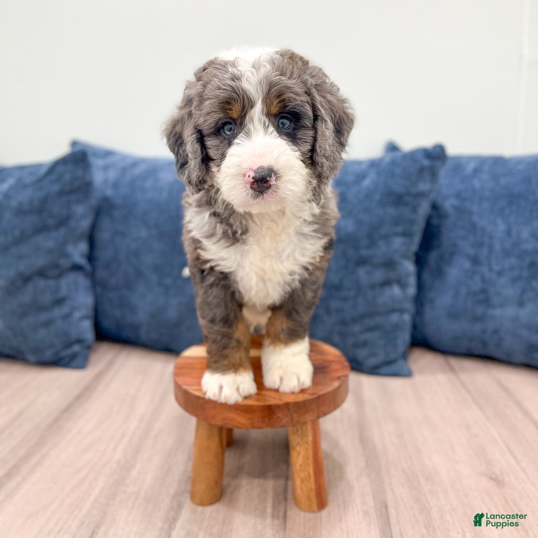Mini Bernedoodle dogs for sale: Ringo - Image 8