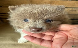 Pomeranian dogs for sale: Austin - Image 12