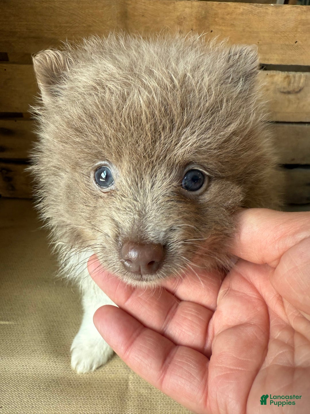 Pomeranian dogs for sale: Austin - Image 12