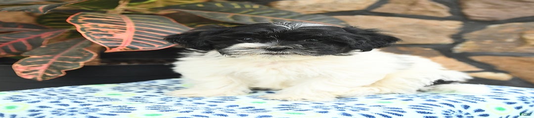 Bandit