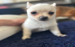 Pomchi dogs for sale: Bubbles - Image 6