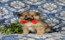 Pomeranian dogs for sale: Ellison - Image 1