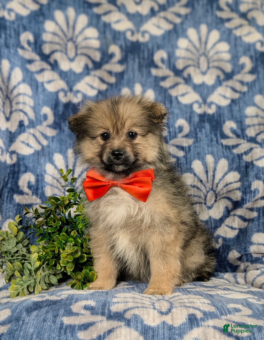 Pomeranian dogs for sale: Ellison - Image 1