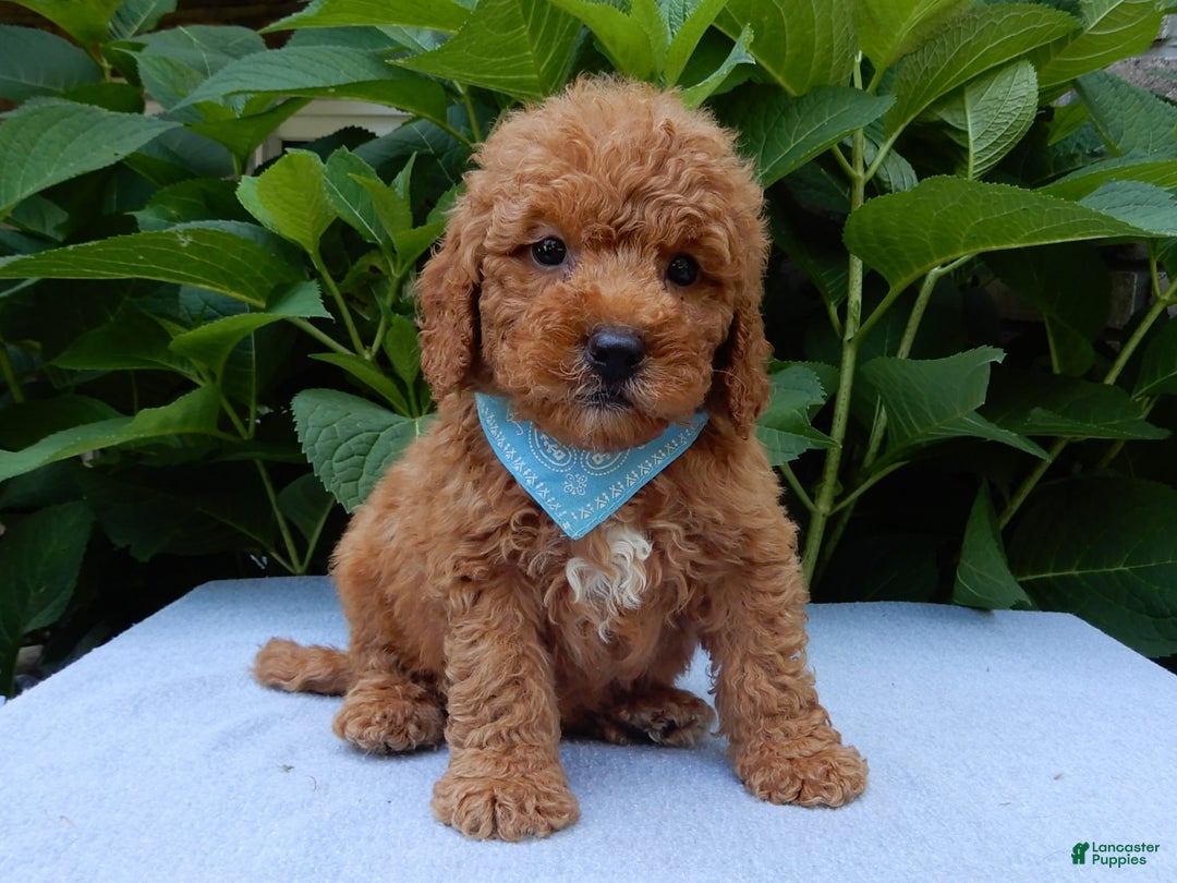 Mini Goldendoodle dogs for sale: Gradie - Image 6
