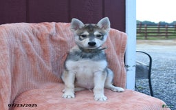 Alaskan Klee Kai dogs for sale: Timber - Image 2