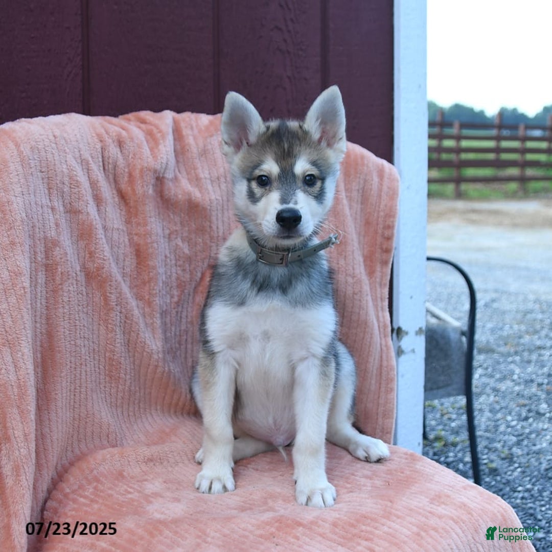 Alaskan Klee Kai dogs for sale: Timber - Image 2