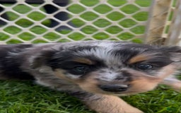 Australian Shepherd dogs for sale: Toy Size Daphne - Image 1