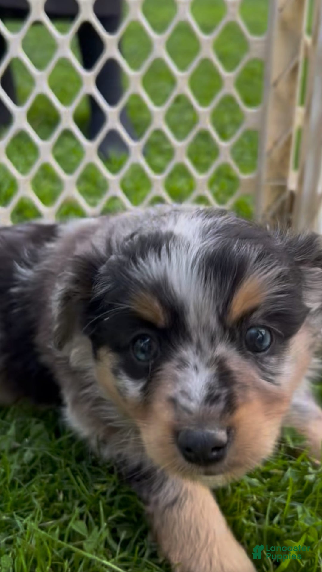 Australian Shepherd dogs for sale: Toy Size Daphne - Image 1