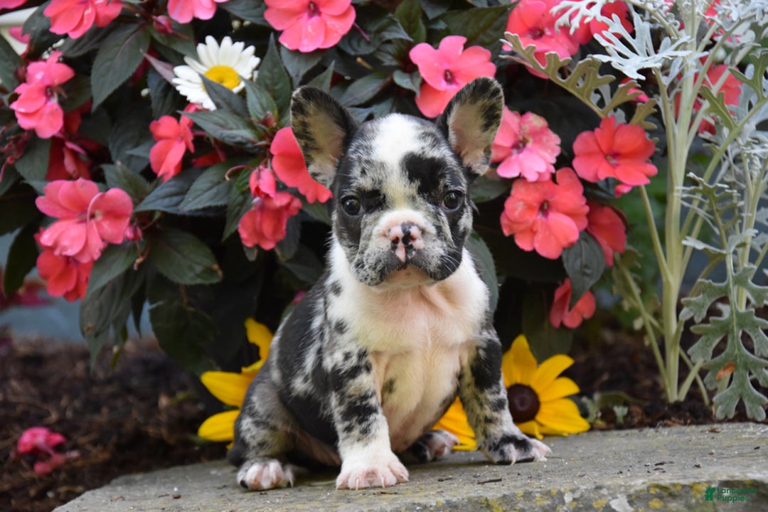 French Bulldog dogs for sale: Jasper - Image 3
