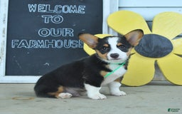 Welsh Corgi Pembroke dogs for sale: Major - Image 5