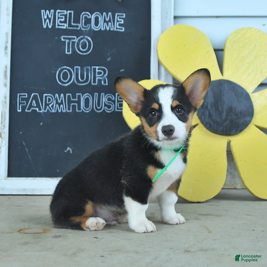 Welsh Corgi Pembroke dogs for sale: Major - Image 5