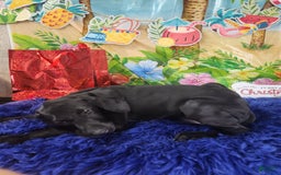German Shorthaired Pointer dogs for sale: Casey - Image 1