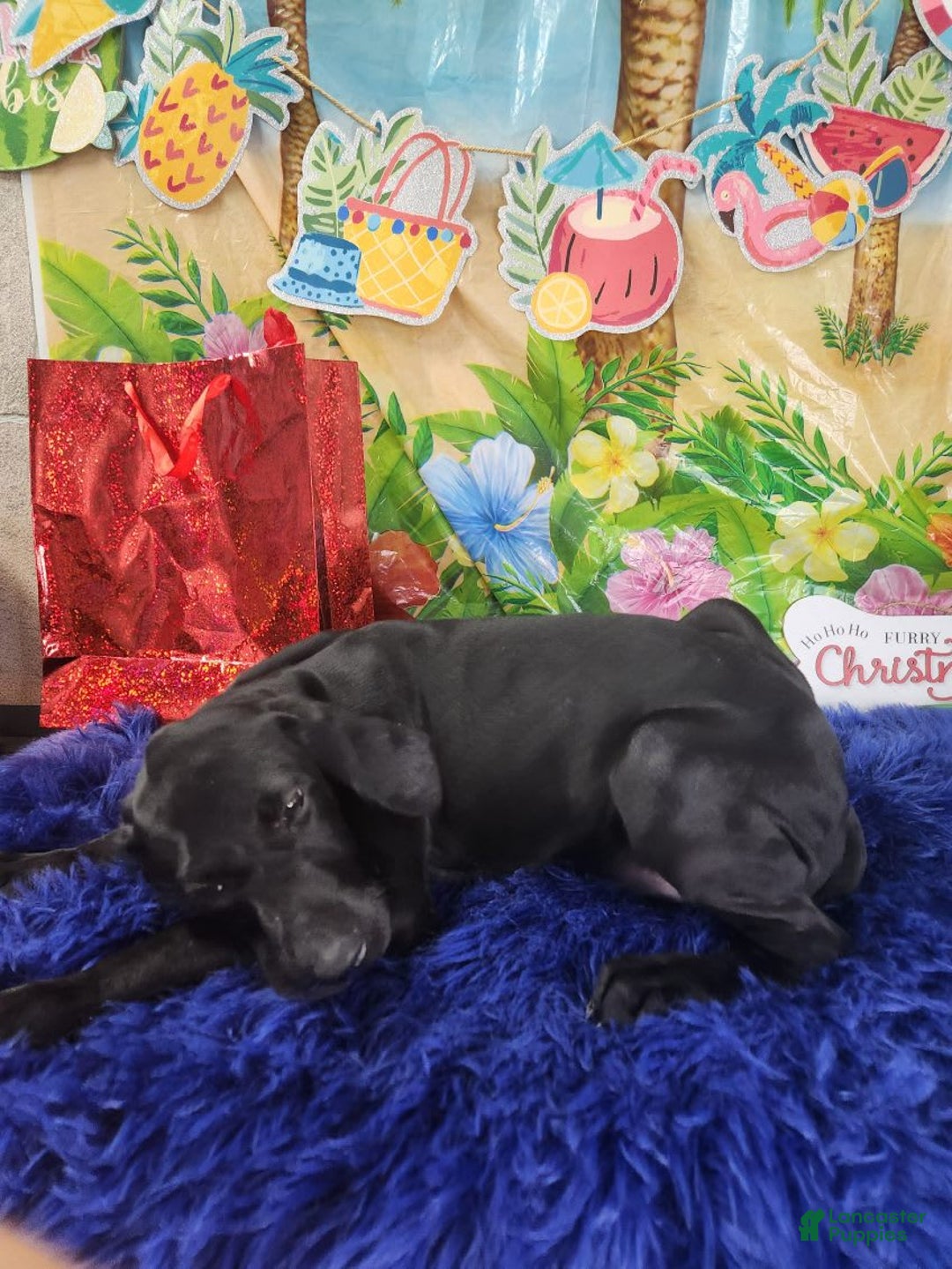 German Shorthaired Pointer dogs for sale: Casey - Image 1