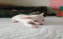 Chihuahua dogs for sale: Butters. Toy - Image 11