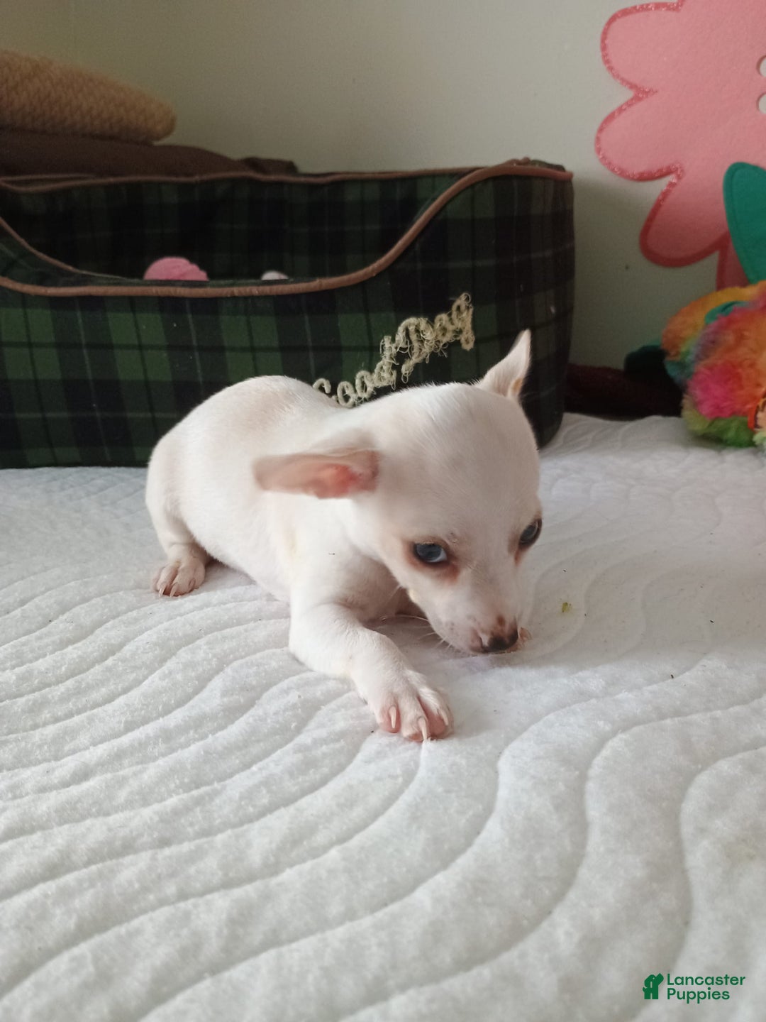 Chihuahua dogs for sale: Butters. Toy - Image 11