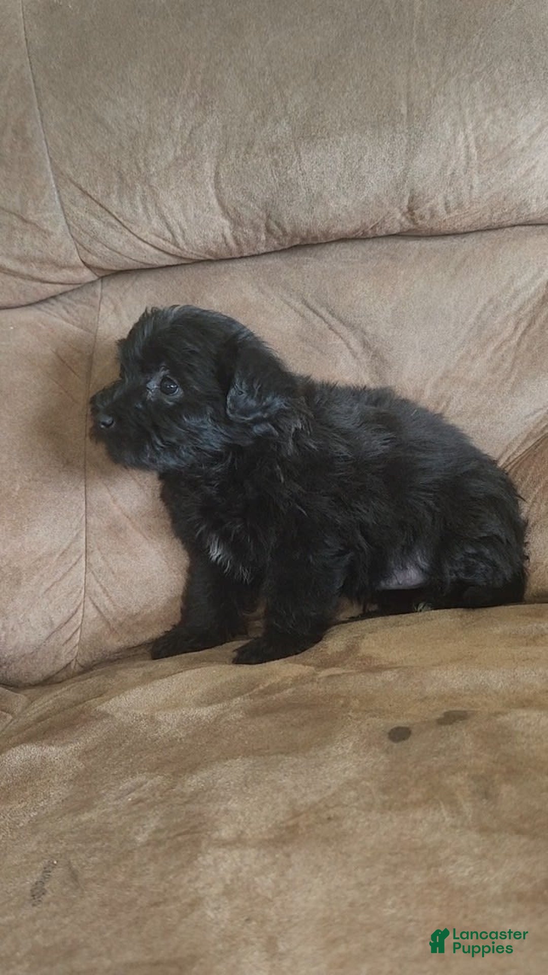 Yorkiepoo dogs for sale: Elvis - Image 4