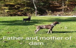 German Shorthaired Pointer dogs for sale: Rocky - Image 2
