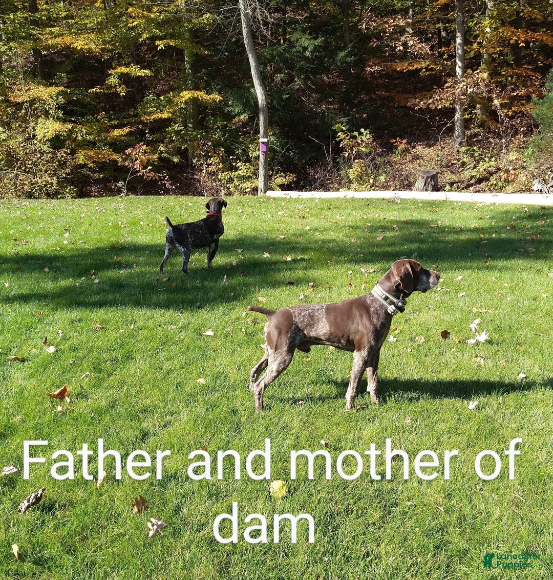 German Shorthaired Pointer dogs for sale: Rocky - Image 2