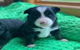 Pomsky dogs for sale: Nami - Image 1