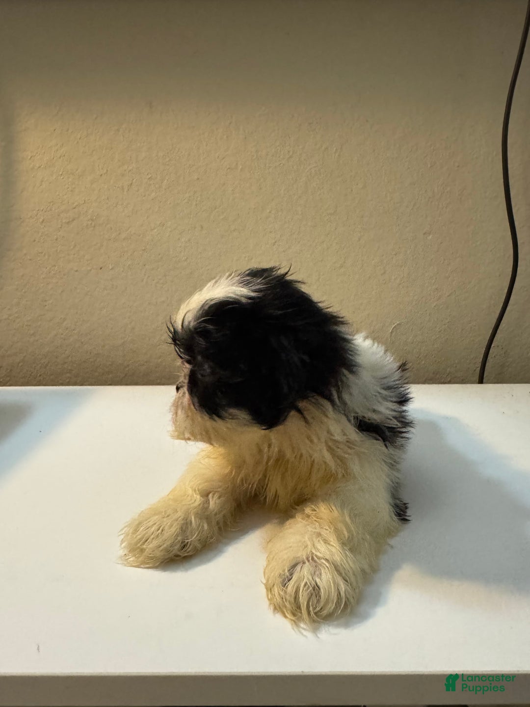 Shih Tzu dogs for sale: Bubbles - Image 6