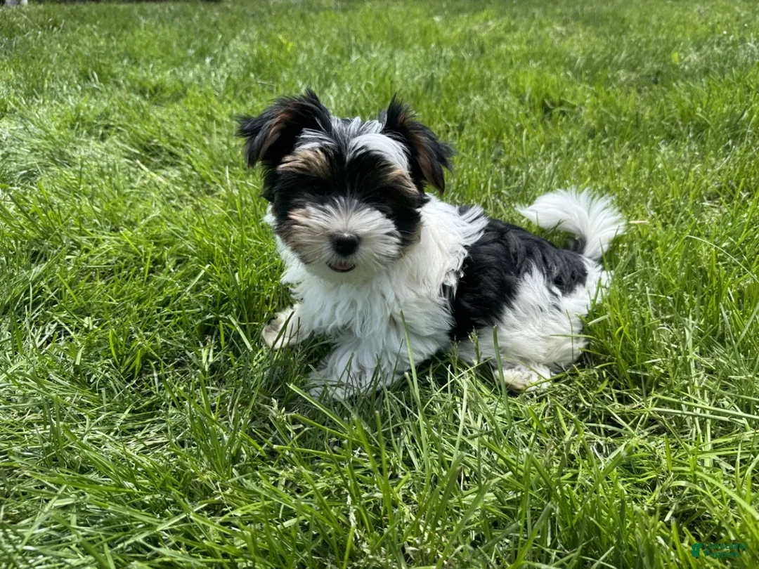 Yorkshire Terrier dogs for sale: Lexi - Image 1
