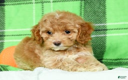 Cockapoo dogs for sale: Violet - Image 8