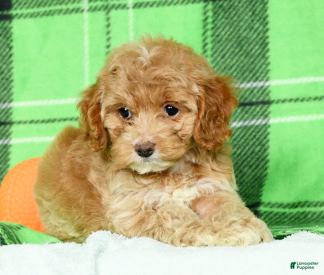Cockapoo dogs for sale: Violet - Image 8