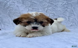 Shih Tzu dogs for sale: Oliver - Image 8