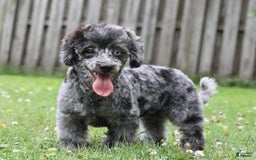 Havapoo dogs for sale: Poppy - Image 7