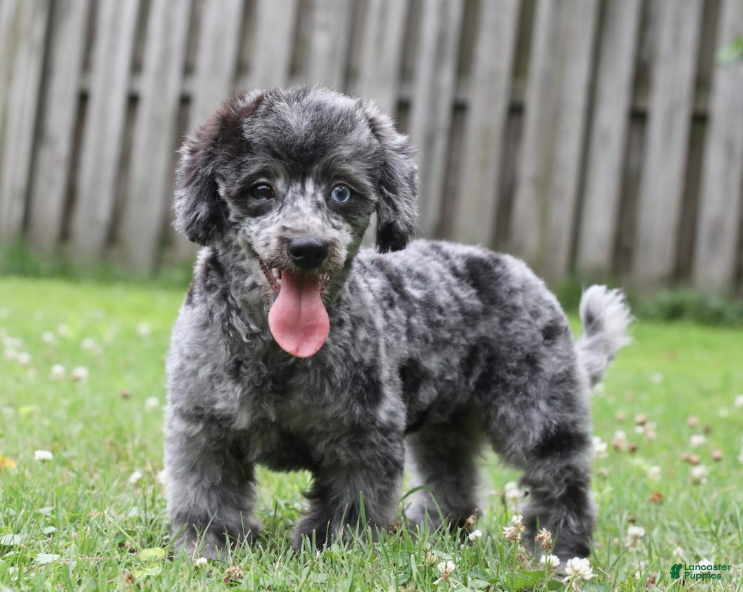 Havapoo dogs for sale: Poppy - Image 7