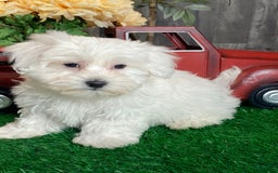 Coton De Tulear dogs for sale: Aero - Image 3