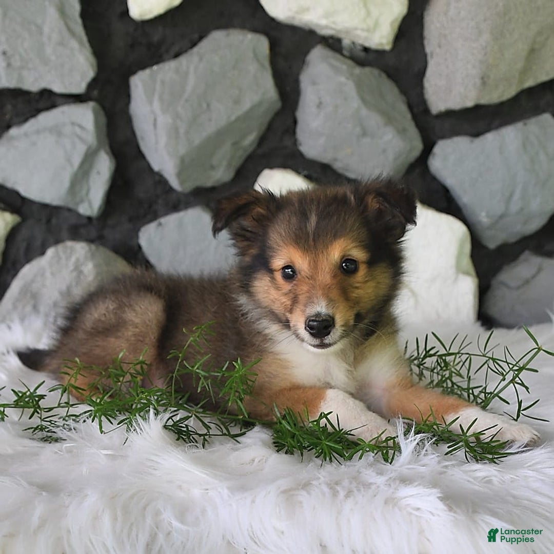 Shetland Sheepdog dogs for sale: Buddy - Image 3