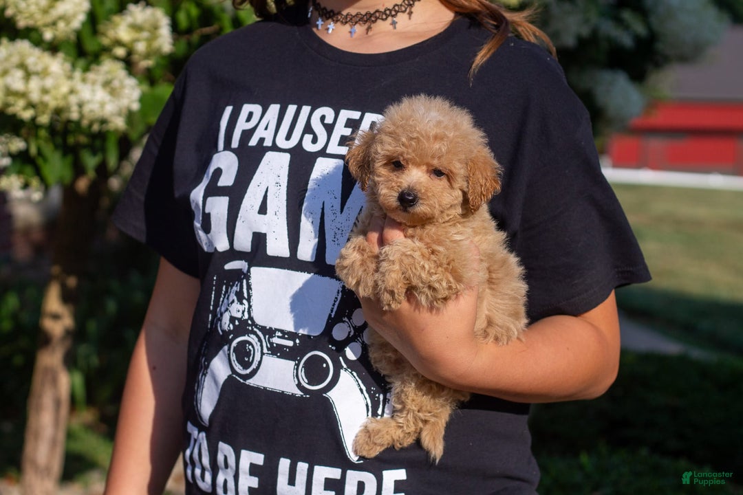 Miniature Poodle dogs for sale: Buddy - Image 1