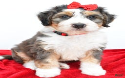 Mini Bernedoodle dogs for sale: Mini Bernedoodle 5 puppies - Image 6