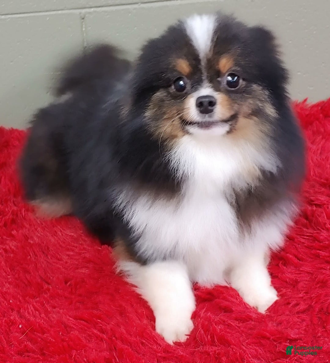 Pomeranian dogs for sale: Yovanni - Image 6