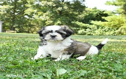 Shih Tzu dogs for sale: Shih Tzu 2 puppies - Image 8